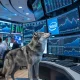 Analitycy AI podnoszą rekomendacje dla Intela. SpaceX zyskuje „kupuj” po IPO
